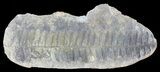 Pecopteris Fern Fossil (Pos/Neg) - Mazon Creek #72348-2